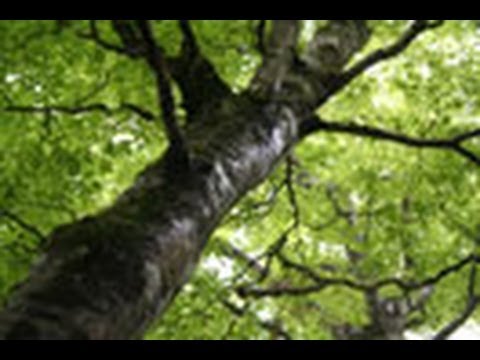 ソニアンの森 05.JPG