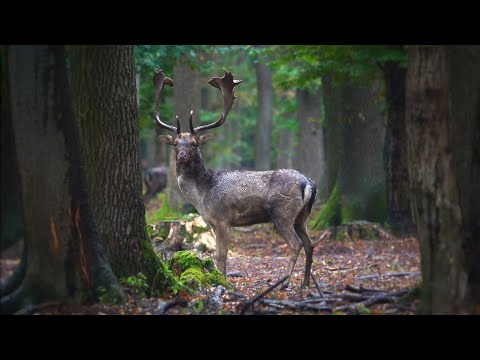 Danok škvrnitý (Dama dama) — video o chove a starostlivosti