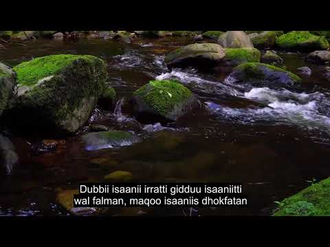 Chapter 20 Taa-Haa, Soul Touching Quran Recitation, 90+ Language Subtitles | Oromo