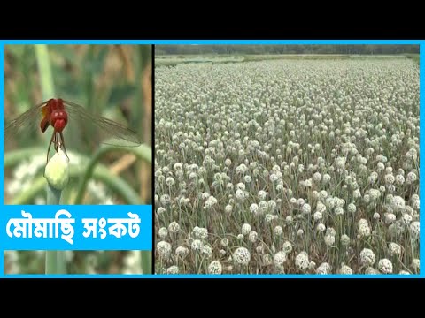 পেঁয়াজ চাষিরা শঙ্কায়