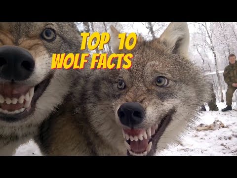 TOP 10 WOLF FACTS - EVERYTHING YOU EVER WANTED TO KNOW ABOUT WOLVES