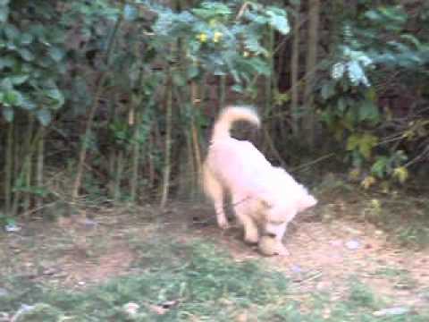 eskimo dog of ch wajahat ali in rahim yar khan #03337439400