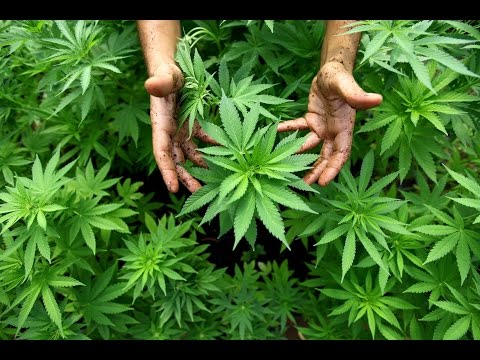 Cfare i ndodh trupit te njeriut kur pini hashah