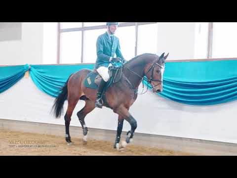 VAN CORDOBA - Haupt- und Landgestüt Schwaiganger