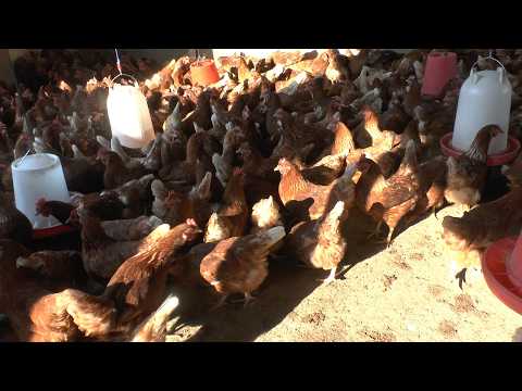 TINONHONGA 60 CRATES PER DAY DZEMAZAI MURIMI WECHIDIKI ANOPFUYA HUKU PAMWE NENGURUVE ARI KUMANHENGA