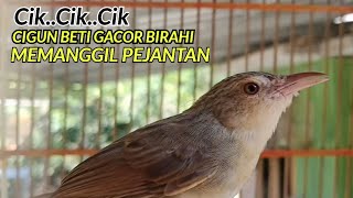 Download lagu PANCINGAN CIGUN BETINA❗MEMANGGIL JANTAN AGAR CEPAT NYAUT EMOSI DAN  IKUTAN BUNYI mp3