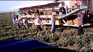 preview picture of video 'Pisca de melón en el Valle Imperial'