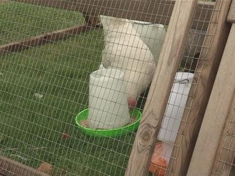 How To Feed Chickens And Keep Them Healthy