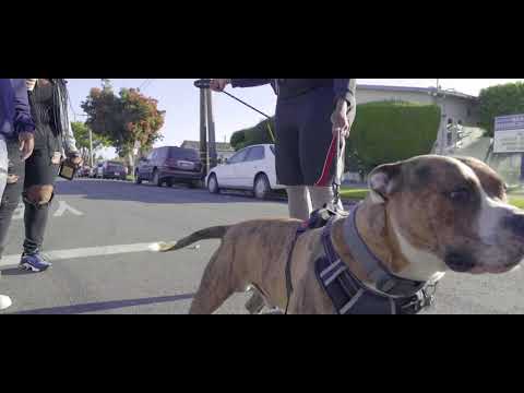 Dj Millions - Live From One9 Ft Lil Sheik & WantmoreN8 (Official Video)