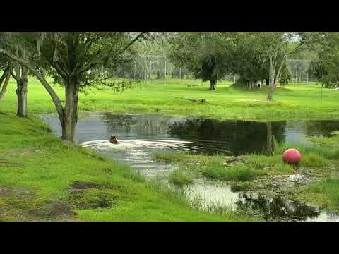 It's just too hot to not be in the lake