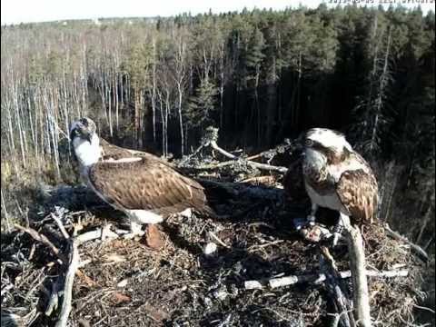 ESTLAT Osprey Nest ~ Madis & Piret - 05.05.2013. 7:48