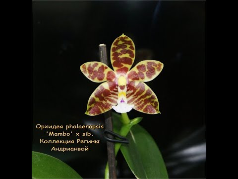 ЗНАКОМЬТЕСЬ:цветёт НОВИНКА "Мамбо"!ОРХИДЕЯ phalaenopsis 'Mambo' x sib.