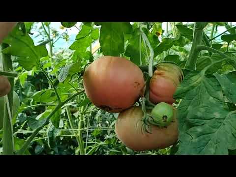 Pomidory. Moje eksperymenty. 05.09.2022