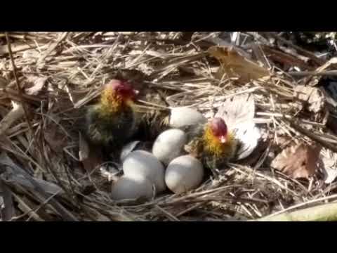 Meerkoetjes in de Botanische tuin Zuidas
