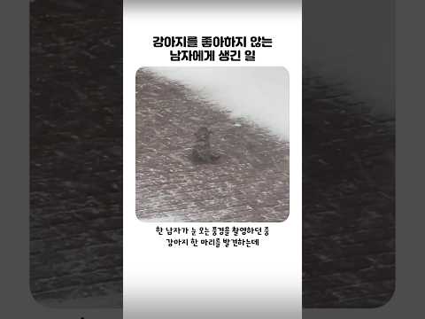 강아지를 좋아하지 않는 남자에게 생긴 일