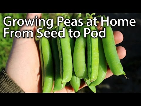 download lagu mp3 mp4 Growing Shelling Peas, download lagu Growing Shelling Peas gratis, unduh video klip Growing Shelling Peas