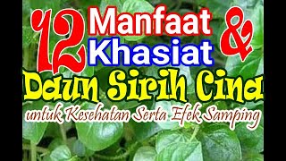 Download lagu 12 Manfaat dan Khasiat Daun Sirih Cina untuk Kesehatan Serta Efek Samping Konsumsi Sirih Cina mp3 Download lagu 12 Manfaat dan Khasiat Daun Sirih Cina untuk Kesehatan Serta Efek Samping Konsumsi Sirih Cina mp3