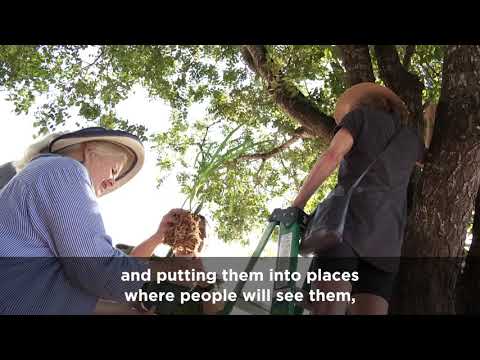 Million Orchid Project