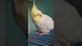 Download lagu Cockatiel whistle training mp3 Download lagu Cockatiel whistle training mp3