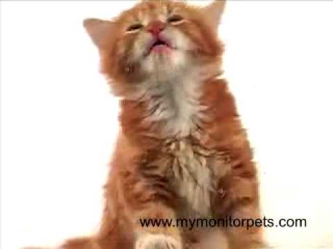 sevimli kedi (kedicik)