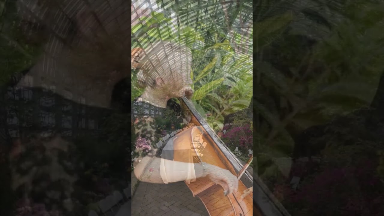 Promotional video thumbnail 1 for Parkwest Strings