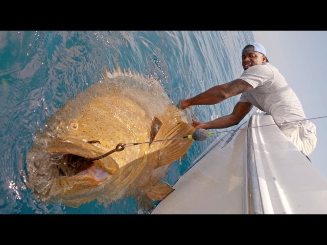 Monster Goliath Groupers with NFL Linebacker Sam Barrington - 4K