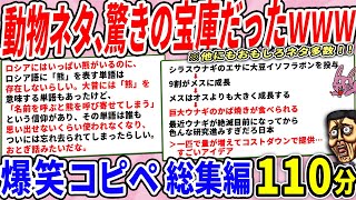 動物ネタ、日本でも海外でも意外性の塊だったｗｗ