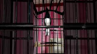 Download lagu KACER NGOBRA NAGEN BONGKAR ISIAN mp3