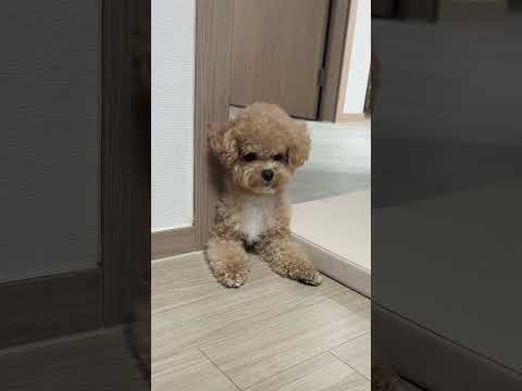 시각장애인 아빠 위해 집안일 해버리는 강아지 #시트콤