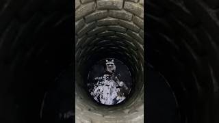 Download lagu Baby Raccoon Fell Into a Deep Well and Saved With a Bucket mp3