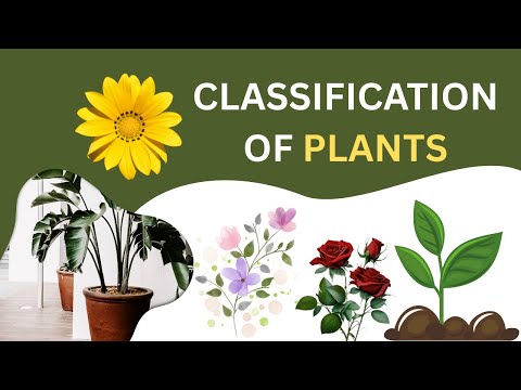 Classification of Plants | flowering and non-flowering plants