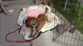 Deprivation in Dog Training