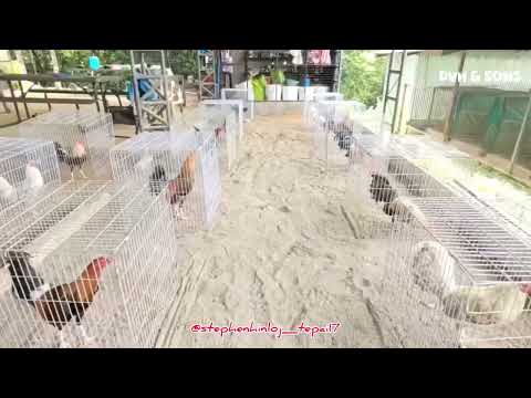 SELECTION For Early Bird, Masters Breeders Cup, World PitMasters 2025… DVH & SONS GAMEFARM… 🐓