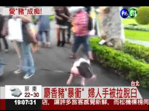 寵物豬"暴衝" 把主人手拉脫臼!