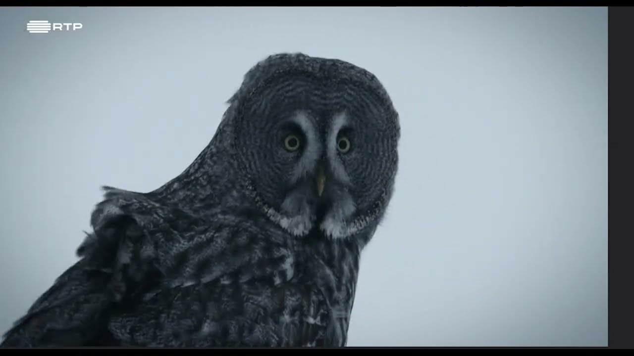 Documentário RTP - As Redes da Natureza