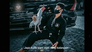 Download lagu STORY WA FILOSOFI AYAM JAGO PSHT mp3