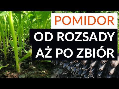 Pomidor od rozsady aż po zbiór odc. 1 - produkcja rozsady