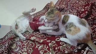 দুই মক্কেলের লড়ায়