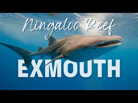 Discover the TOP Secrets of EXMOUTH and Ningaloo Reef 🇦🇺