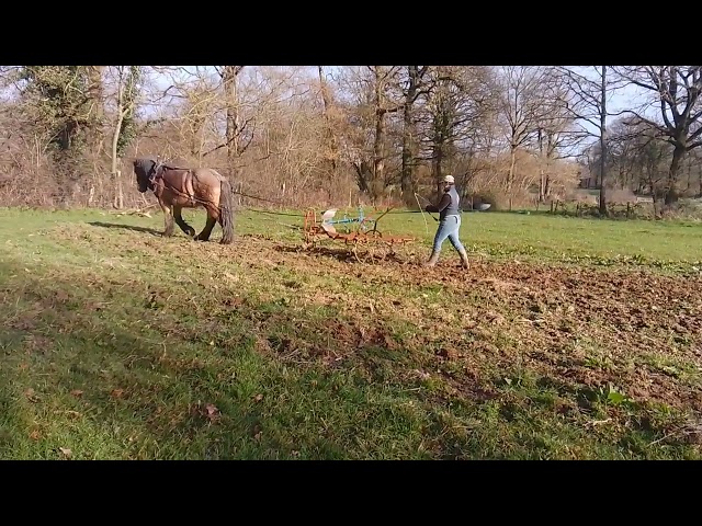 hongre percheron travail du sol
