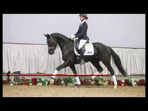 35  Quimbaya Stute v. Quatertime - Samarant