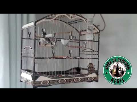 Coleiro Mestrão em casa na varanda um dos melhores que vi ao vivo , estilo, retomada e agressividade