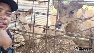 Binabalik balikan: Deer Farm of Ocampo, Camsur.