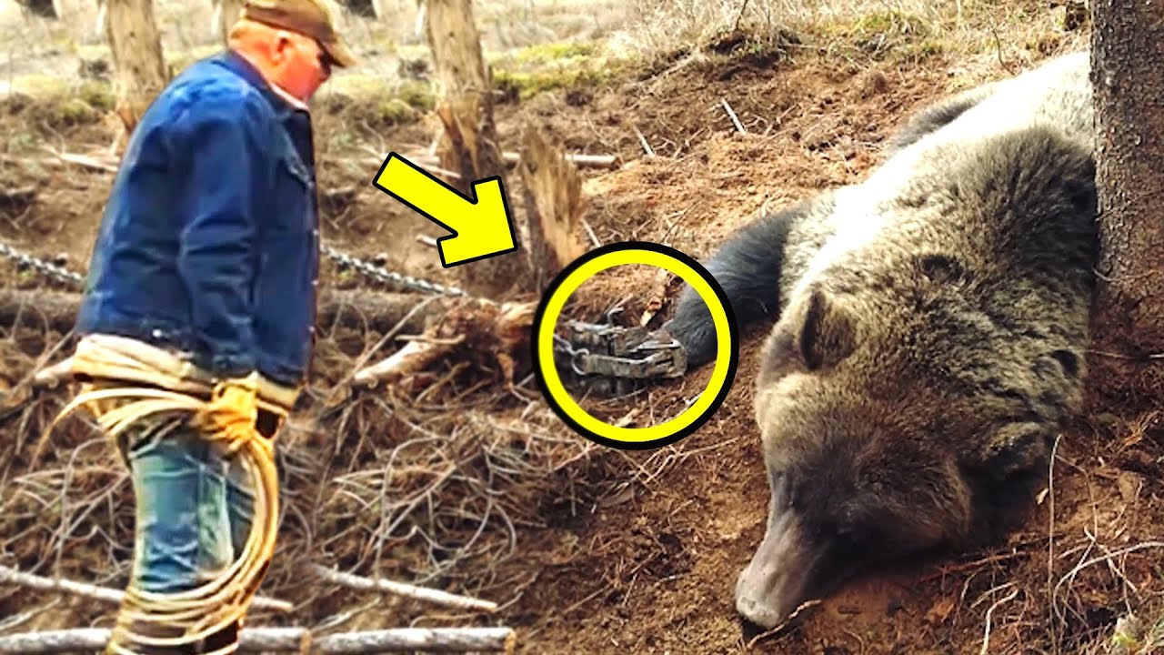 Man helps crying bear out of trap. What happened next is unbelievable