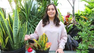 Centipedes in Your Houseplant Soil