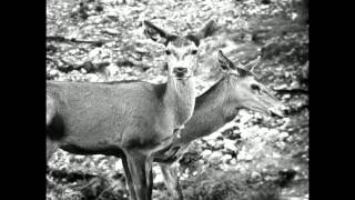 Echo Train: Things You Cannot See (Album Version) (Memento Mori) [The Sound Of Everything]