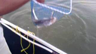 preview picture of video 'Fishing report Pesca de Robalo at stream Río Chilapilla, Estado de Tabasco, Mexico'