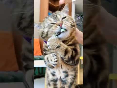 Cat eating rubber