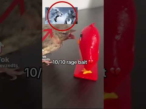 10/10 RAGE BAIT #funny #memes #ragebait