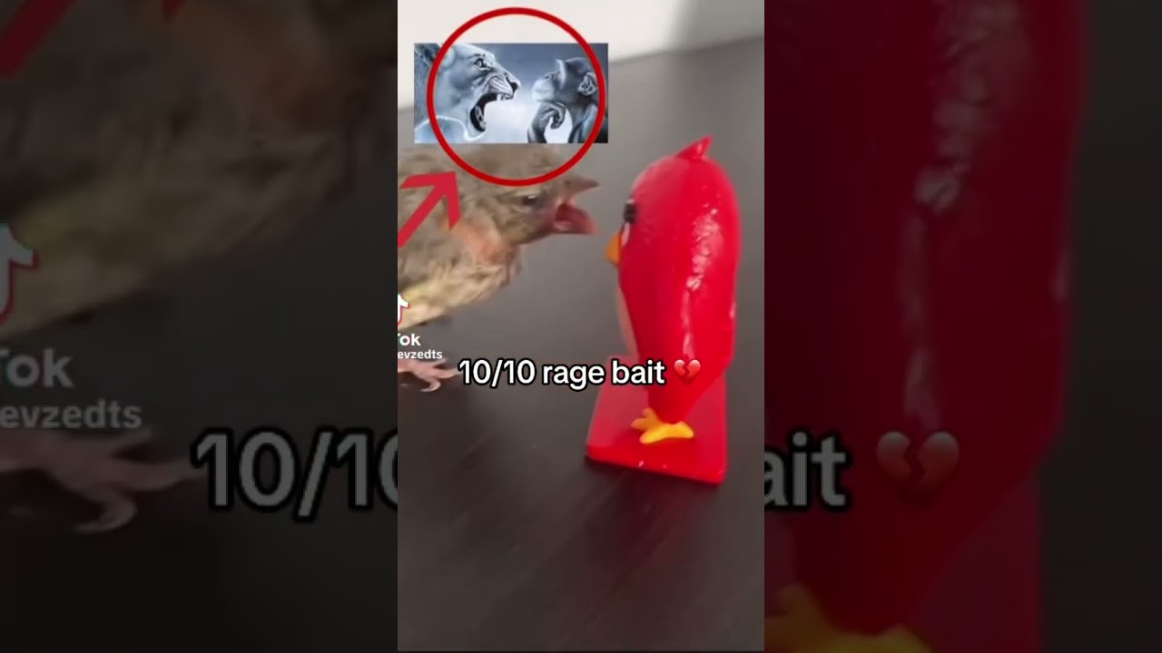 10/10 RAGE BAIT #funny #memes #ragebait